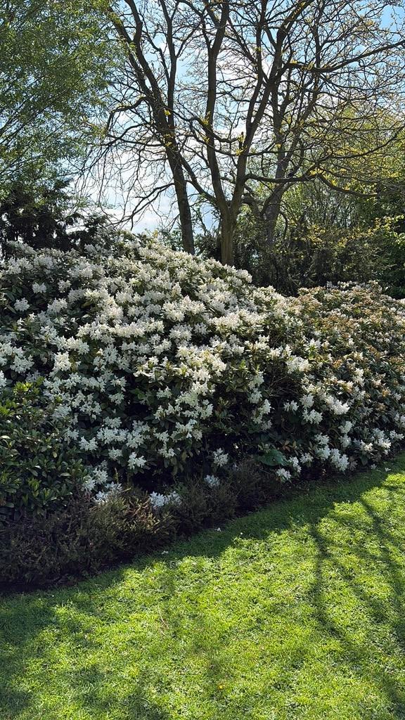 Rododendron azalia, Tuin en Terras, Planten | Struiken en Hagen, Ophalen, Rhododendron, Minder dan 100 cm
