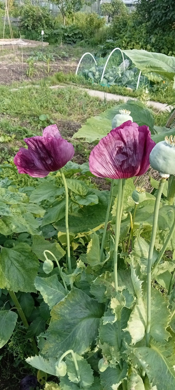 Papaver somniferum - Slaapbol paars zaden, Ophalen of Verzenden, Najaar, Volle zon, Zaad
