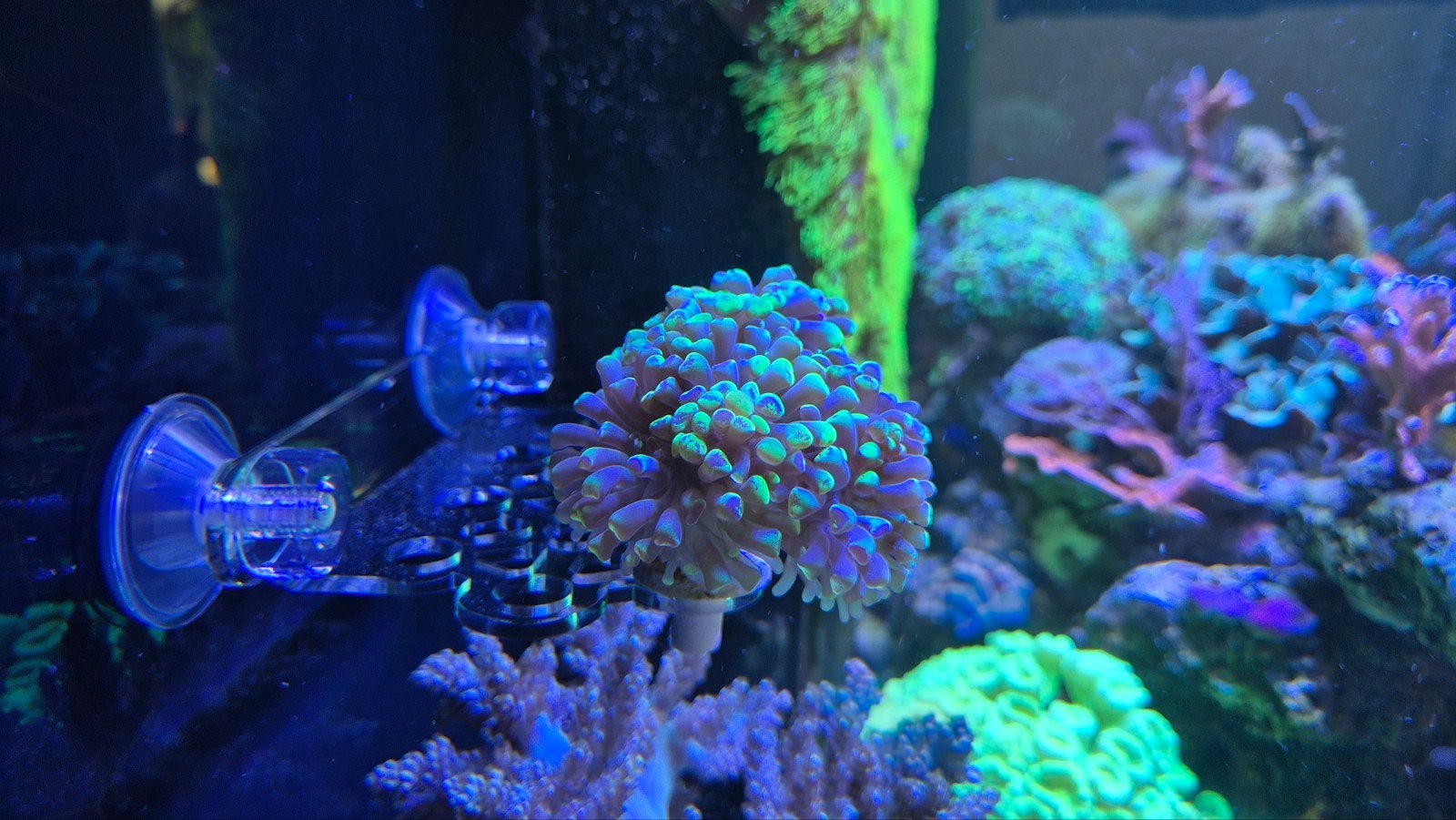 Euphyllia paraancora 4-5 koppen hamerkoraal, Dieren en Toebehoren, Ophalen