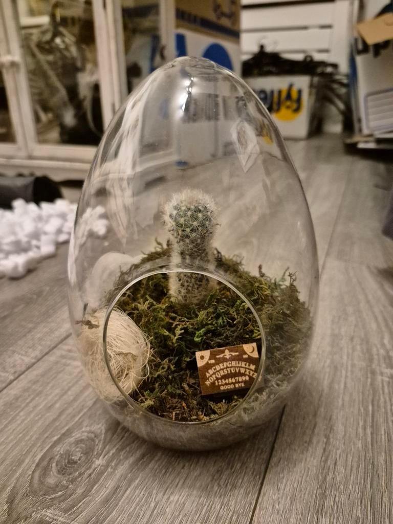 Cactus Terrarium in Glazen Ei met Ouija Bordje, Huis en Inrichting, Kamerplanten, Ophalen of Verzenden, Minder dan 100 cm, In pot