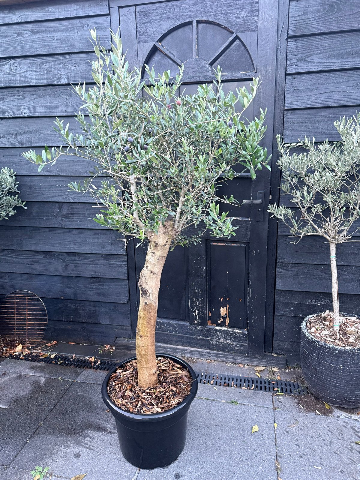 Olijfboom (Olea Europaea) - Mediterrane Sfeer, Ophalen, Volle zon, Vaste plant, Fruitplanten