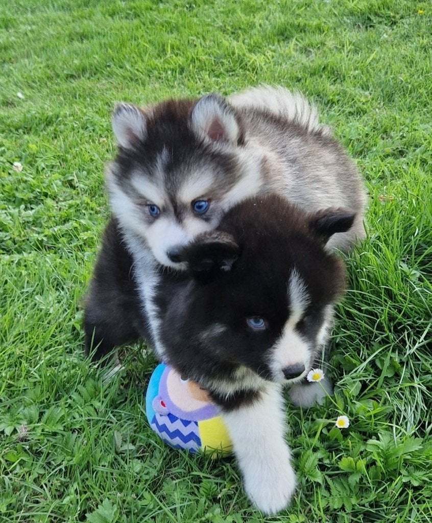 Mooie Pomsky puppy's te koop, Dieren en Toebehoren, Overige rassen, 8 tot 15 weken, Parvo, Meerdere