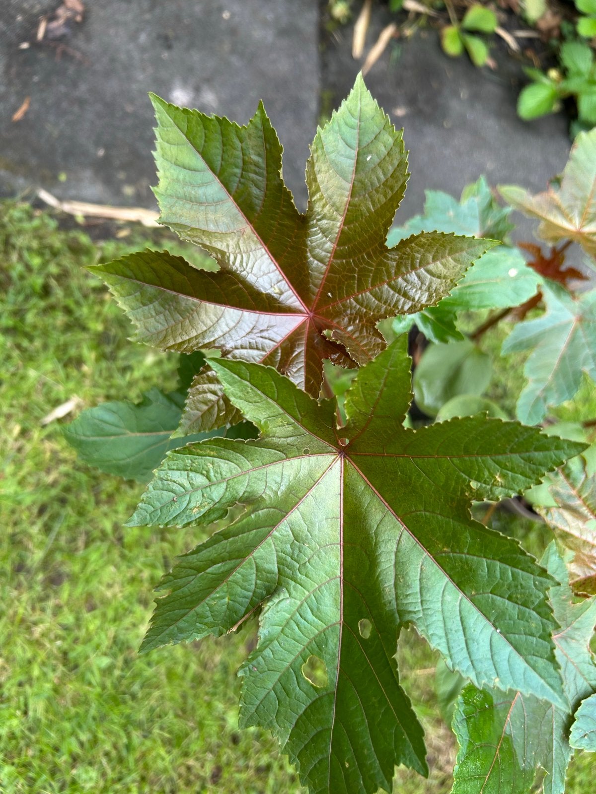 Wonderboom (Ricinus communis) - Exotische Blikvanger, Volle zon, Eenjarig, Zomer, Ophalen