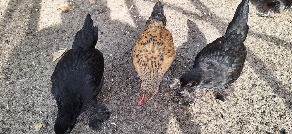 Sabelpoot kriel kuikens, Dieren en Toebehoren, Pluimvee, Meerdere dieren, Kip