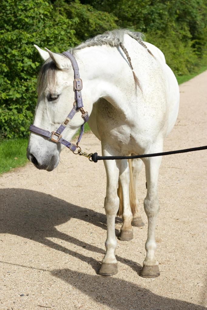 Pony - Spaanse ruin te koop, Dieren en Toebehoren, Pony's, Ruin