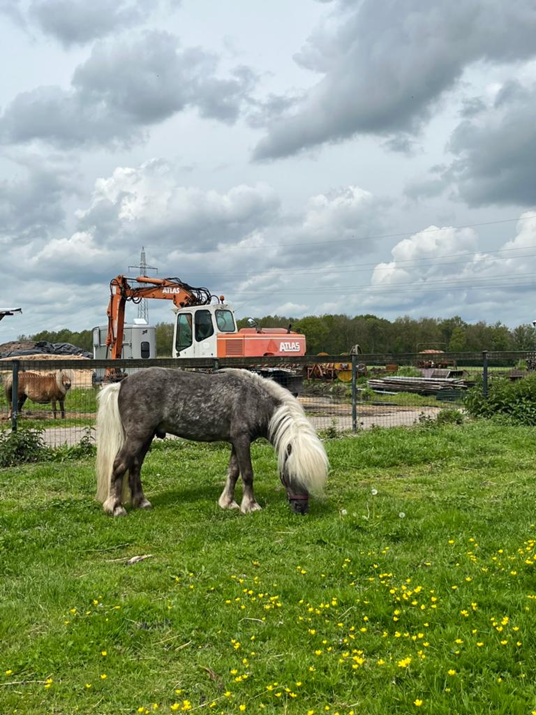 Silver dapple NMPRS hengst, plaatje!🤩, Hengst