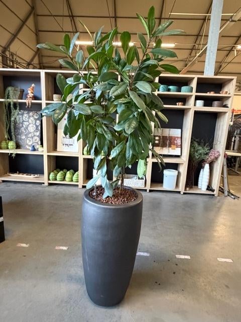 Natuurlijke plant met keramische pot H205 cm, 1 stuk, Ophalen of Verzenden, In pot, Halfschaduw, 200 cm of meer