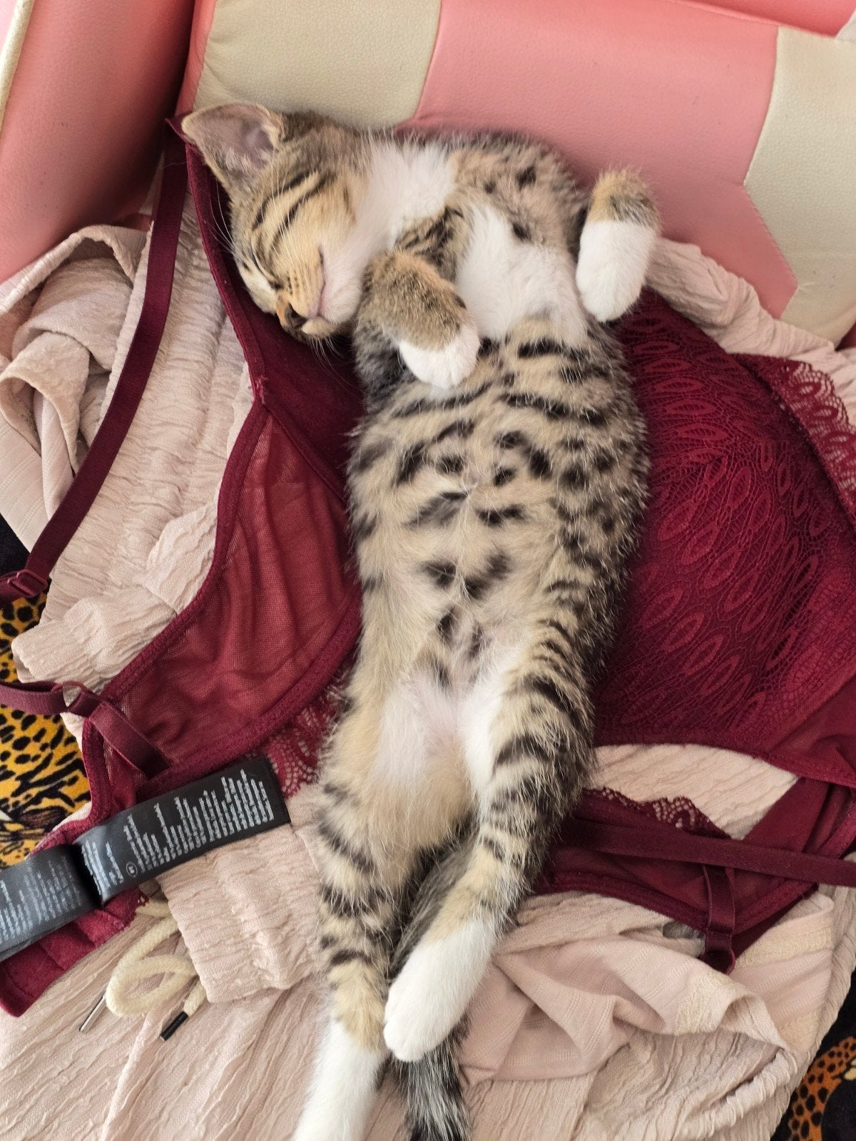 Half Bengaals half Britse korthaar., Poes