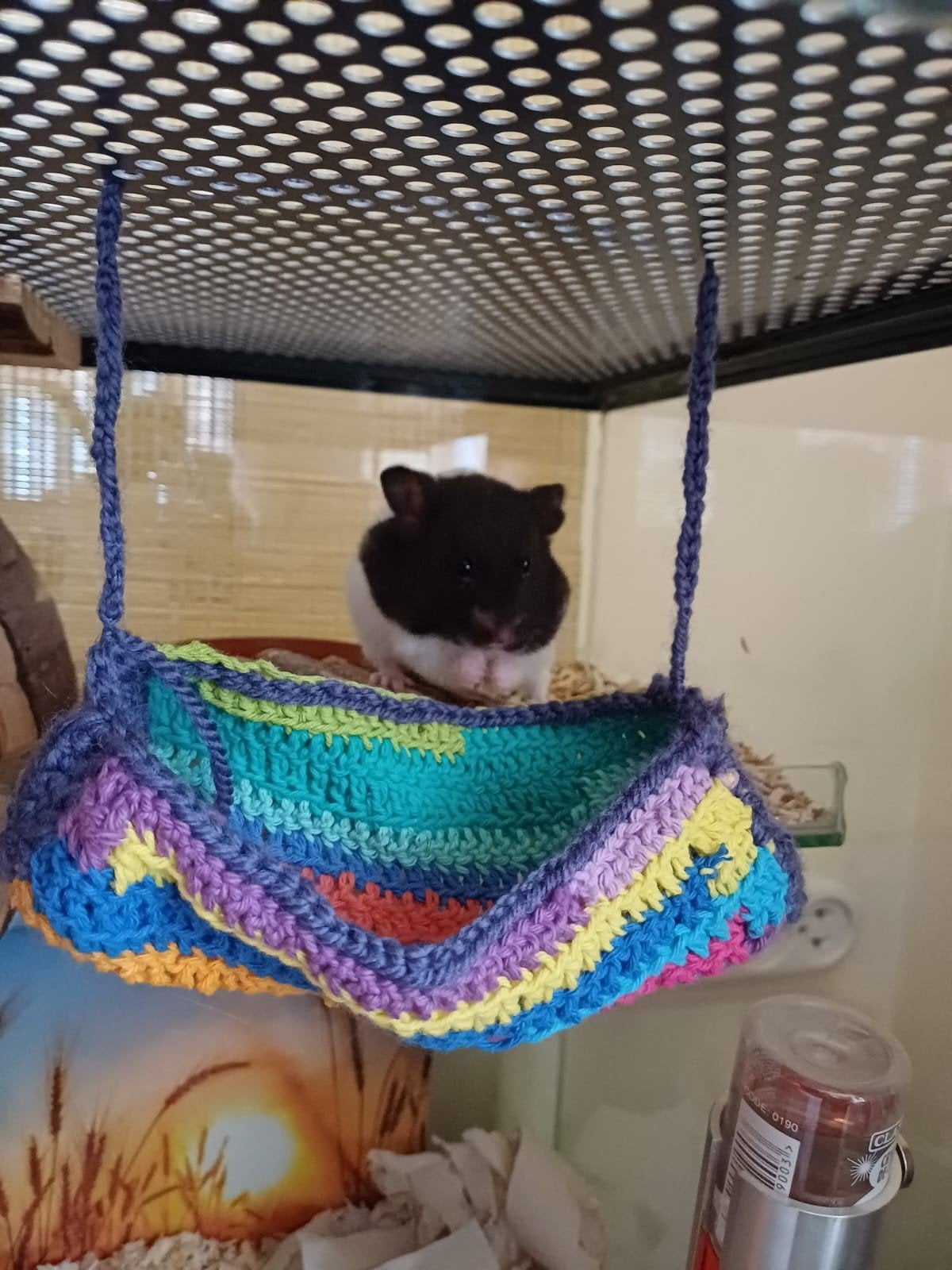 lieve hamster met glazen terrarium, Dieren en Toebehoren, Hamster, Juni, Vrouwelijk, Tam