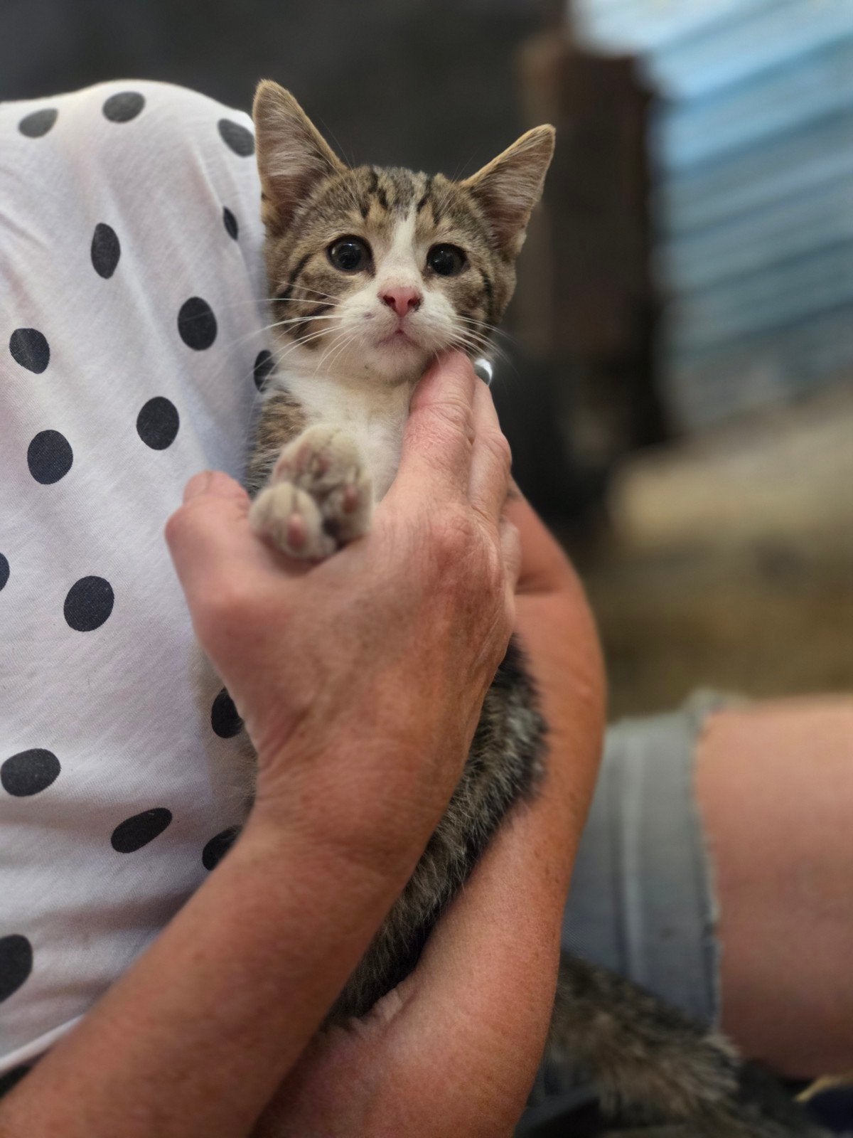 3 mooie boerderij kittens te koop, Meerdere dieren, Kortharig, 0 tot 2 jaar