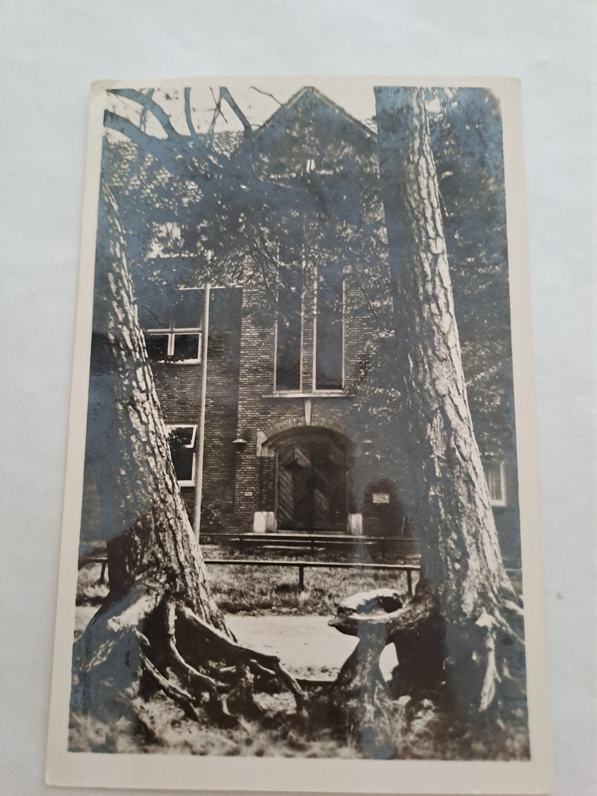 ulvenhout,  Wortelbomen, Ophalen of Verzenden