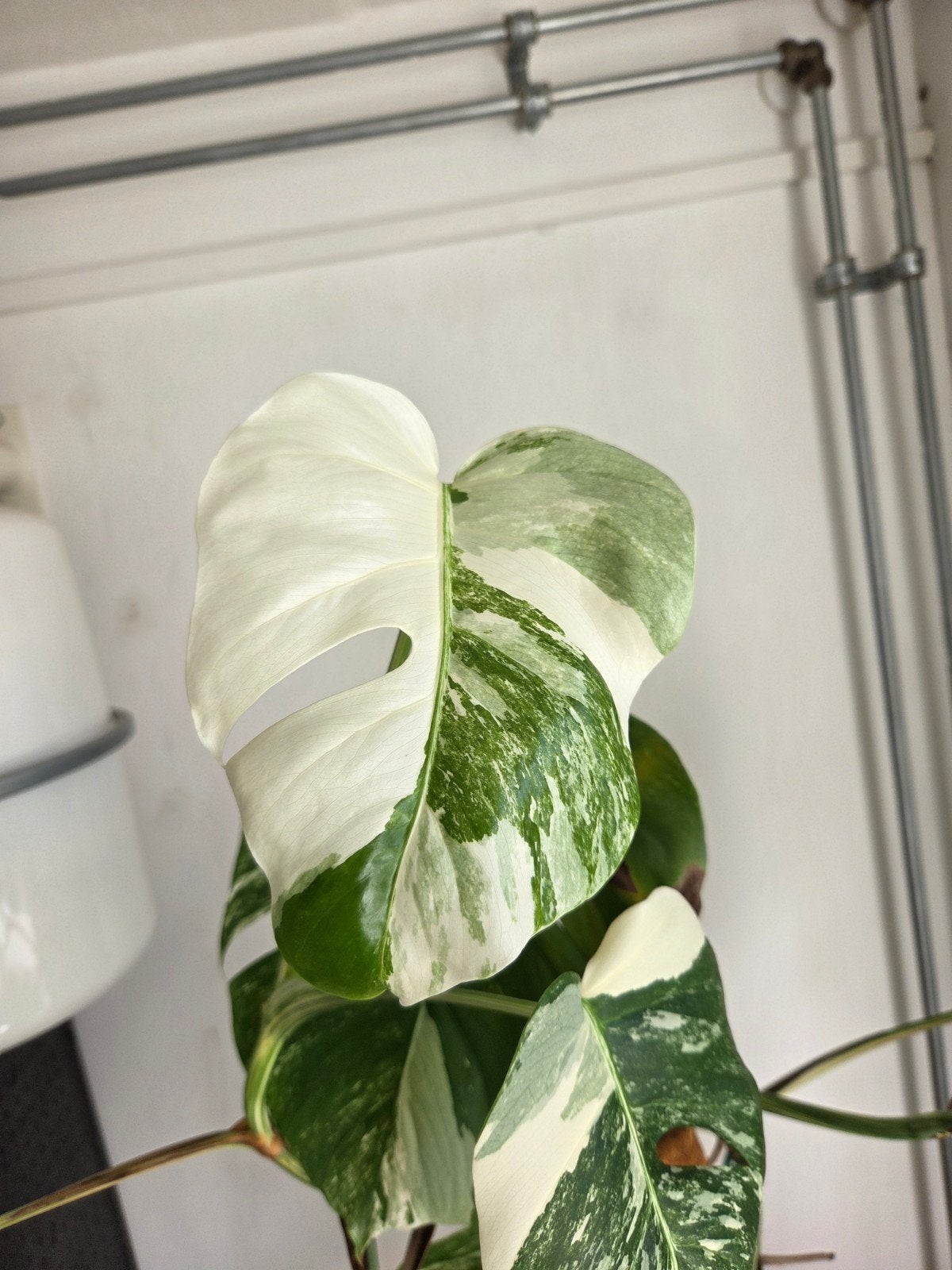 Grote monstera albo variegata, Ophalen, 100 tot 150 cm, Halfschaduw, In pot