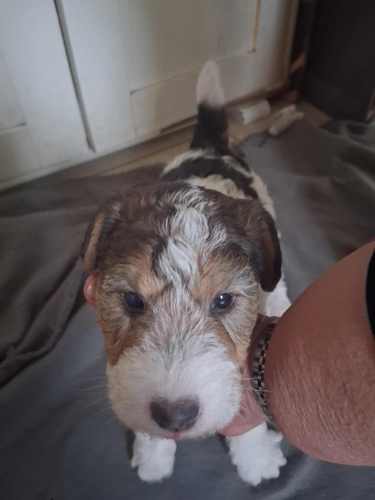 Fox terriër pup te koop, Dieren en Toebehoren, Parvo, 8 tot 15 weken, Eén hond, Nederland