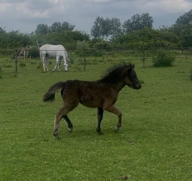 Kleine maat newforestmix merrie veulen, Merrie, Gechipt, 0 tot 2 jaar