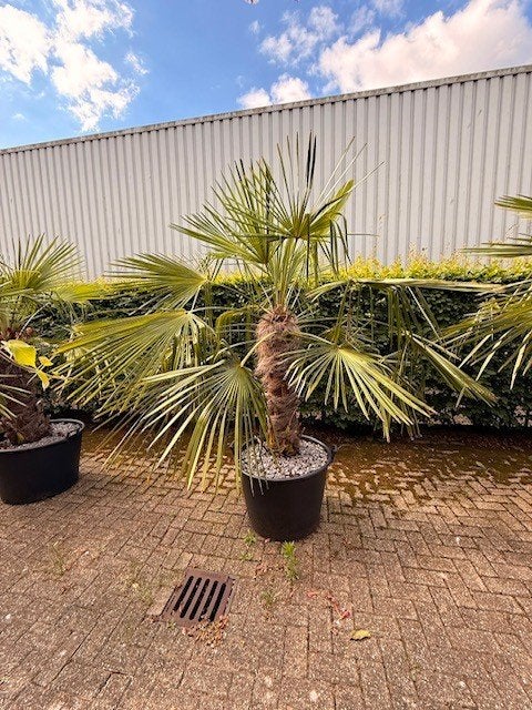 palmbomen winterhard, 100 tot 250 cm, Zomer, Palmboom, Ophalen