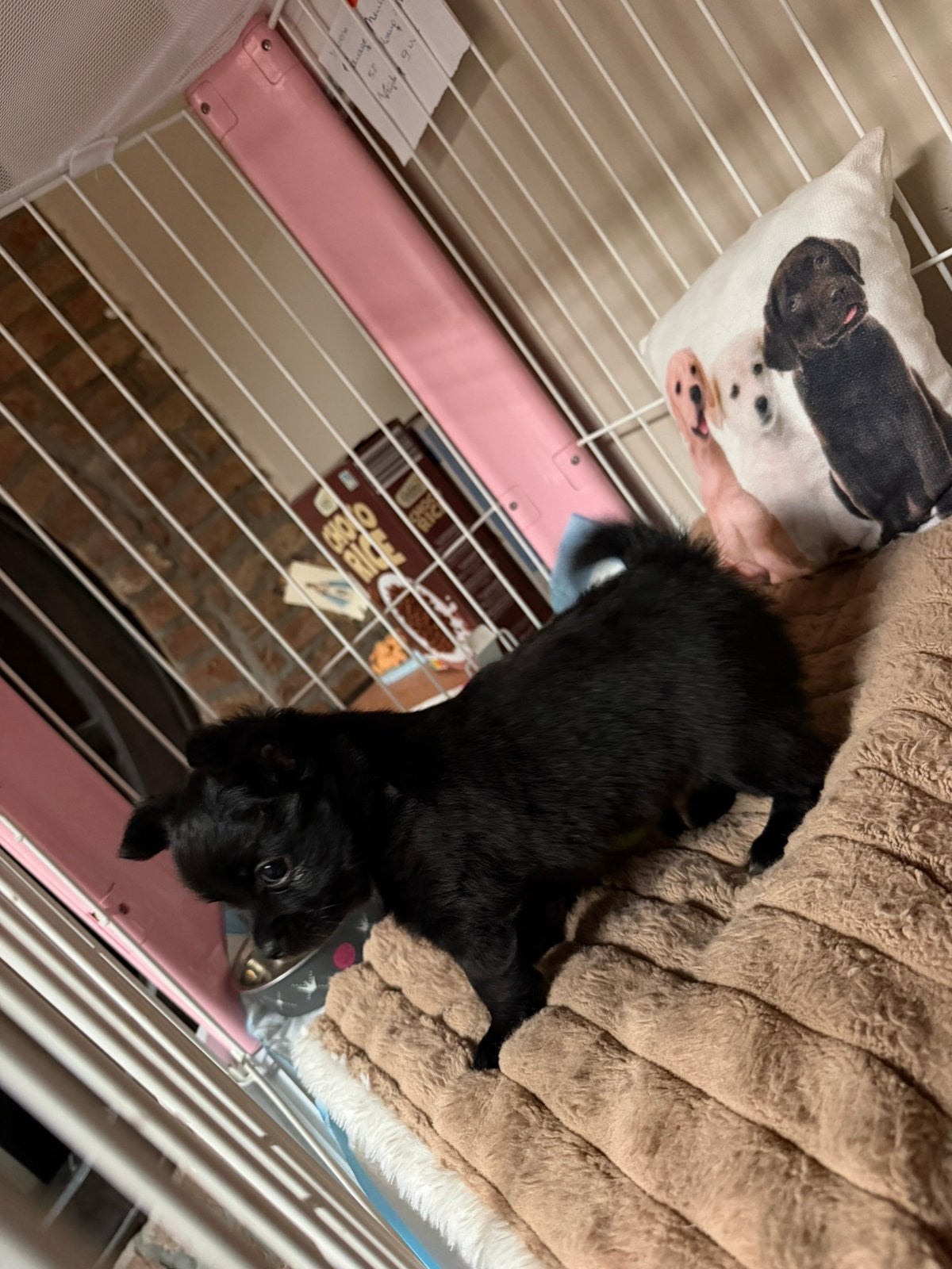 Chihuahua reutje, Dieren en Toebehoren, Honden | Chihuahua's en Gezelschapshonden, België, Particulier, Reu, 8 tot 15 weken