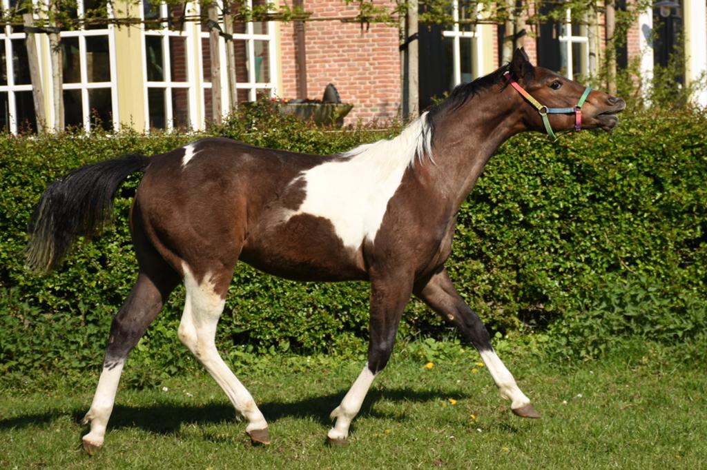 Paint horse hengst jaarling bruinbont, Dieren en Toebehoren, Minder dan 160 cm, Met stamboom, 0 tot 2 jaar, Hengst