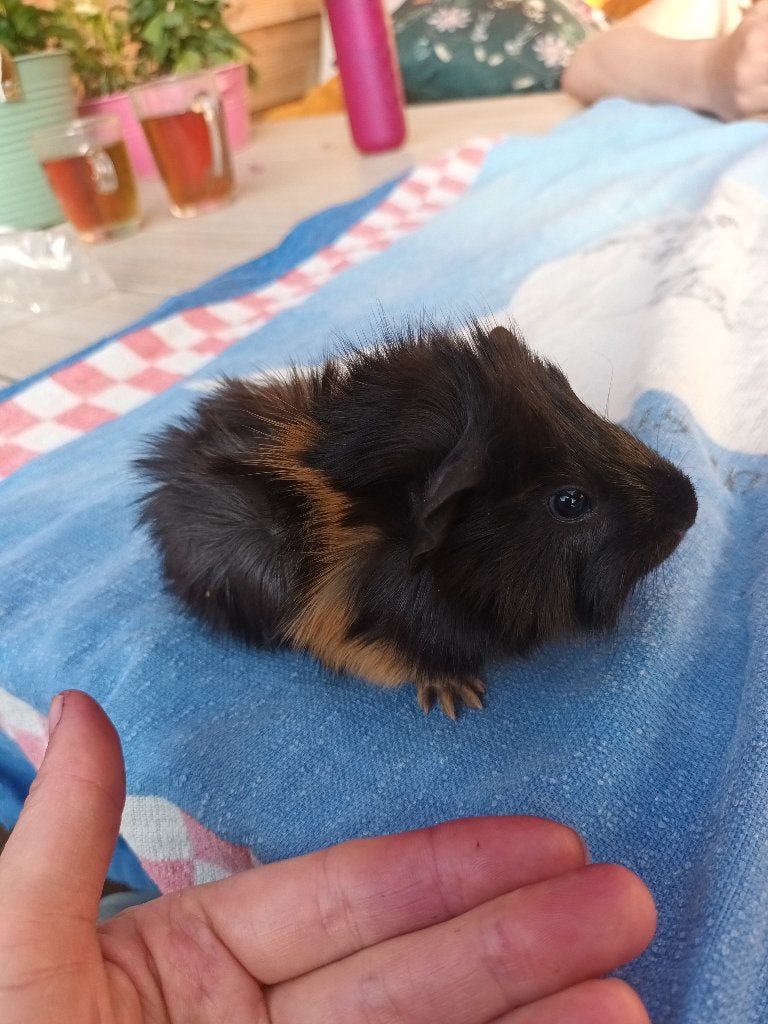 Cavia beer, Mei, Mannelijk, Cavia