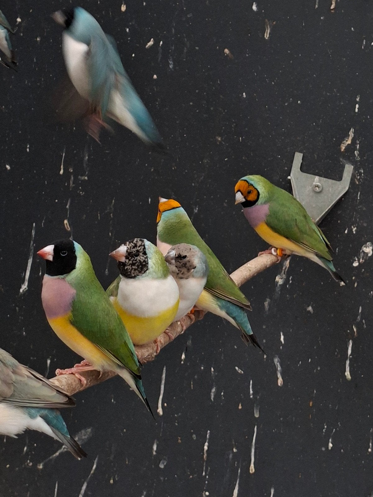 gouldamadine pop, Vrouwelijk, Tropenvogel, Geringd