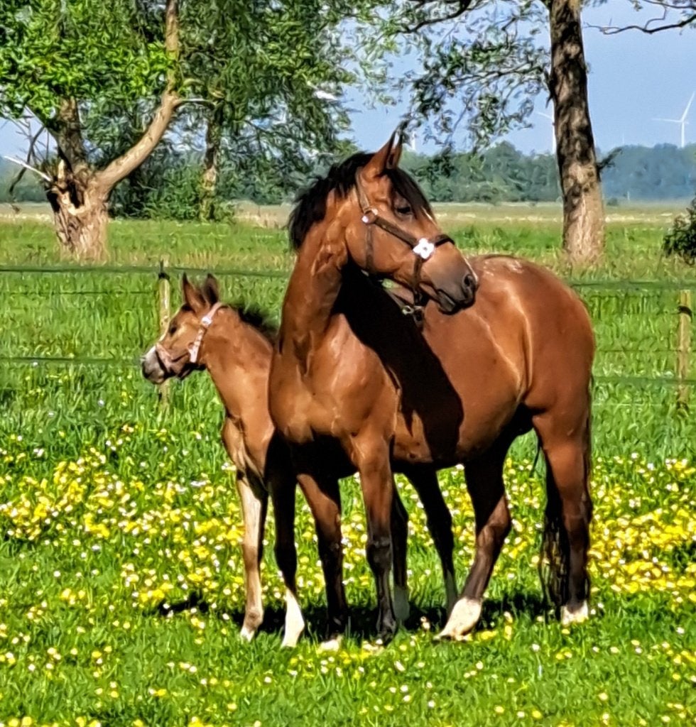 drachtige  New Forest stermerrie, Merrie, Dressuurpony, 11 jaar of ouder, D pony (1.37m tot 1.48m)
