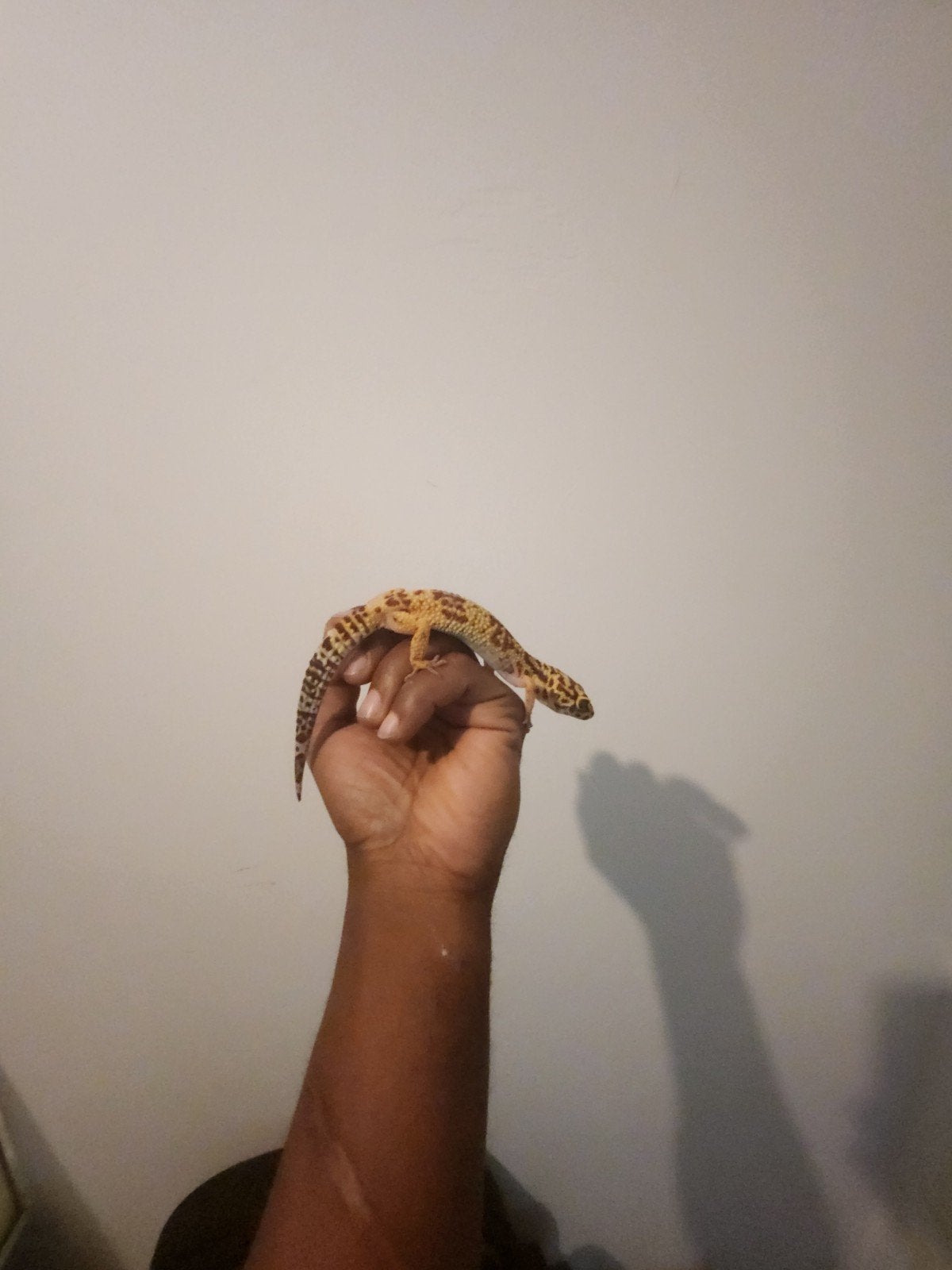 luipaard Gekko Leopard Gecko photo 2