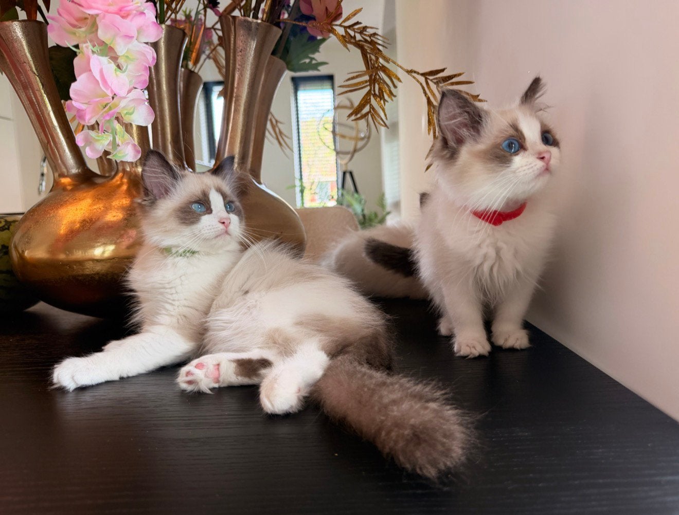Ragdoll kittens met stamboom - Mogen het nest verlaten, Dieren en Toebehoren, Meerdere dieren, Met stamboom, 0 tot 2 jaar