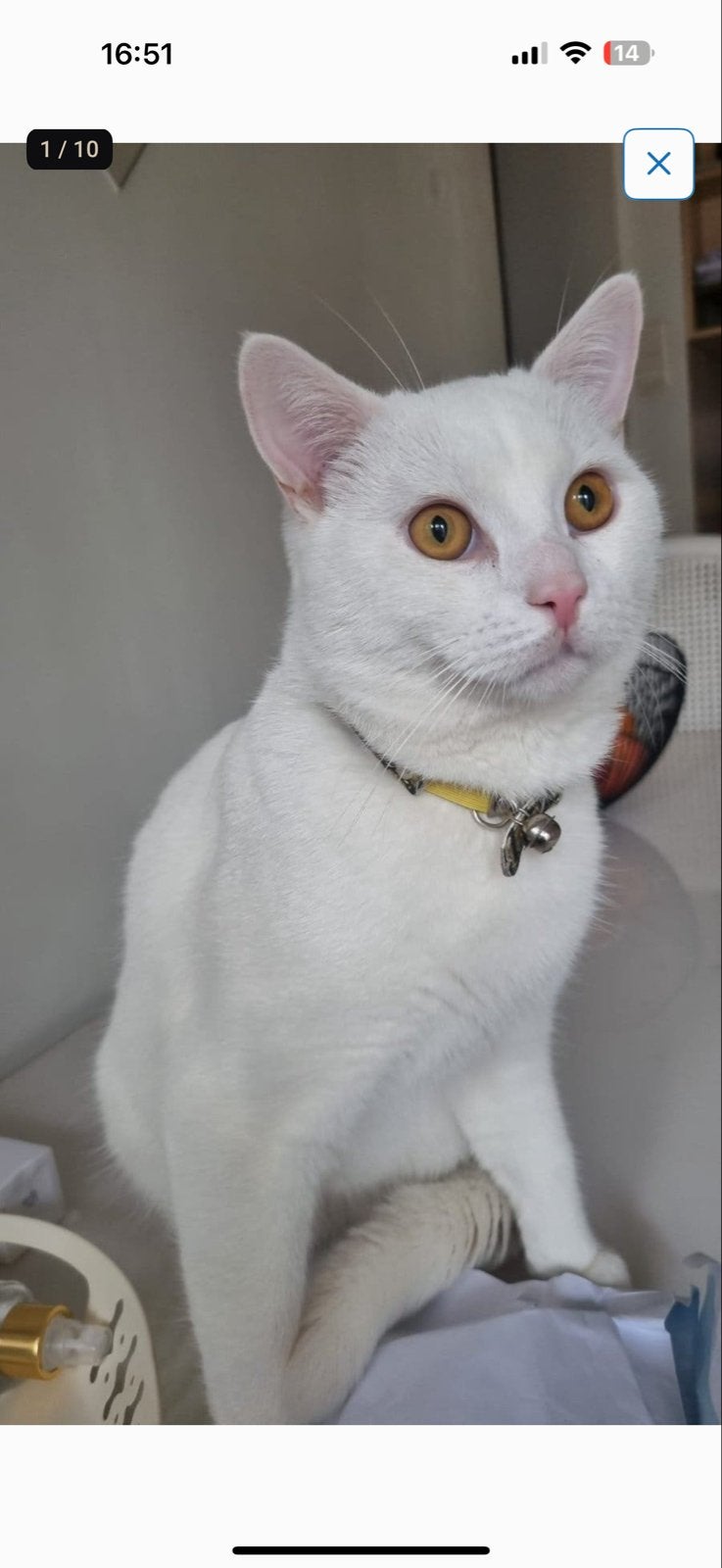 Lieve kat, Dieren en Toebehoren, Ophalen, Krabpaal