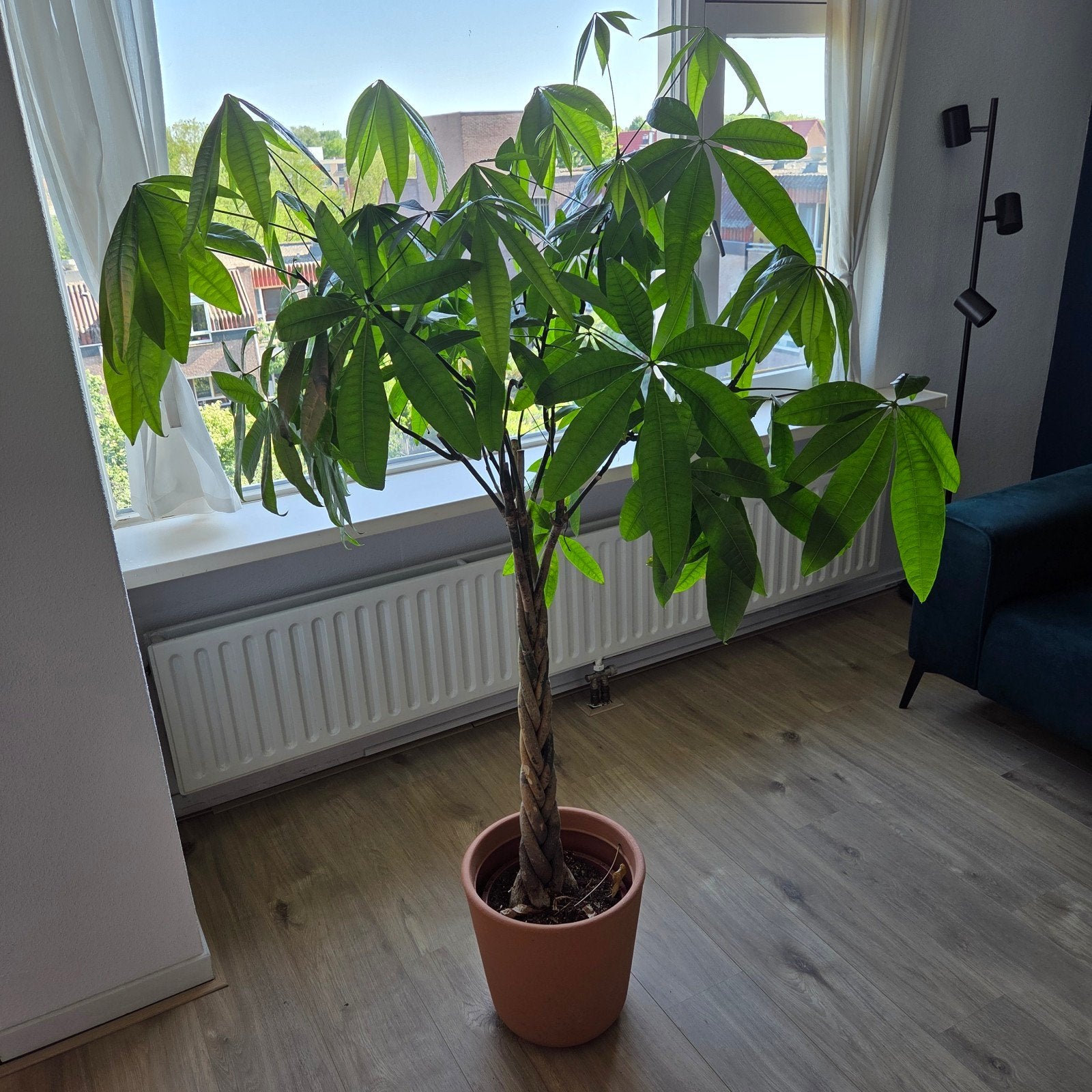 Geldboom (Pachira Aquatica) - 160 cm hoog, Ophalen, Overige soorten, Halfschaduw, In pot