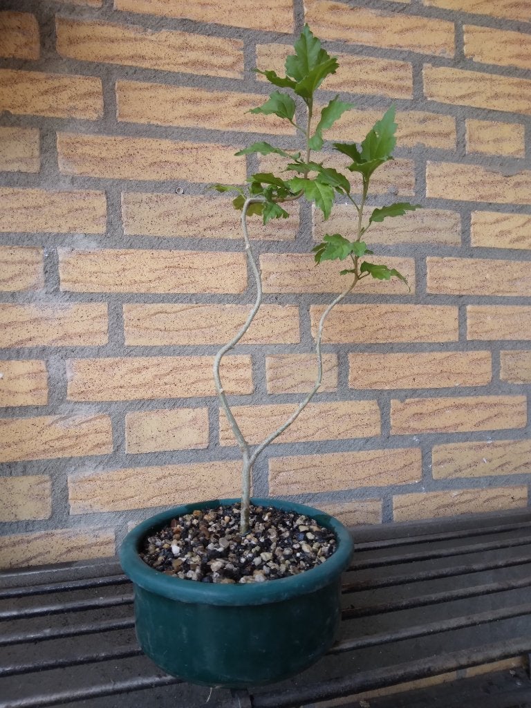 Bonsai, Overige soorten, Minder dan 100 cm, Zomer, Ophalen