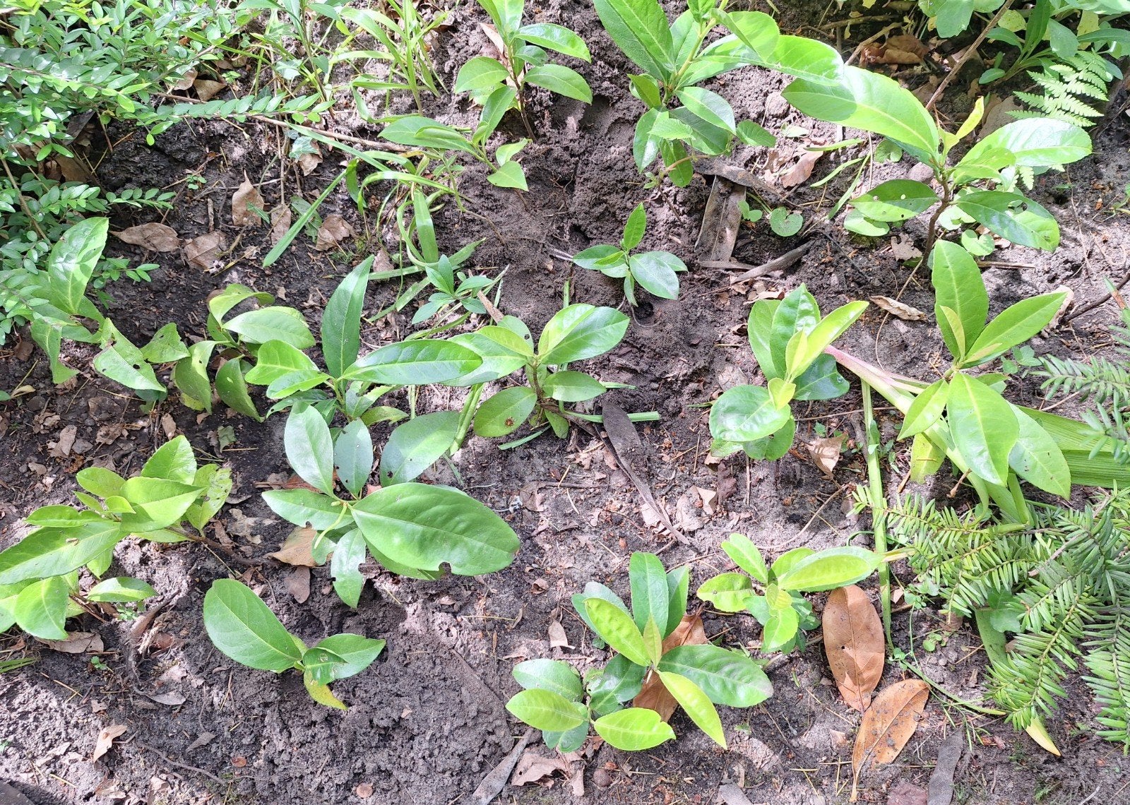 16 jonge laurier planten - per stuk €1, Tuin en Terras, Planten | Struiken en Hagen, Ophalen, Laurier, Minder dan 100 cm