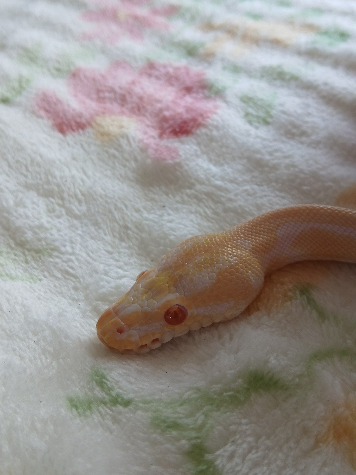 koningspython mantjes Ball Python photo 4