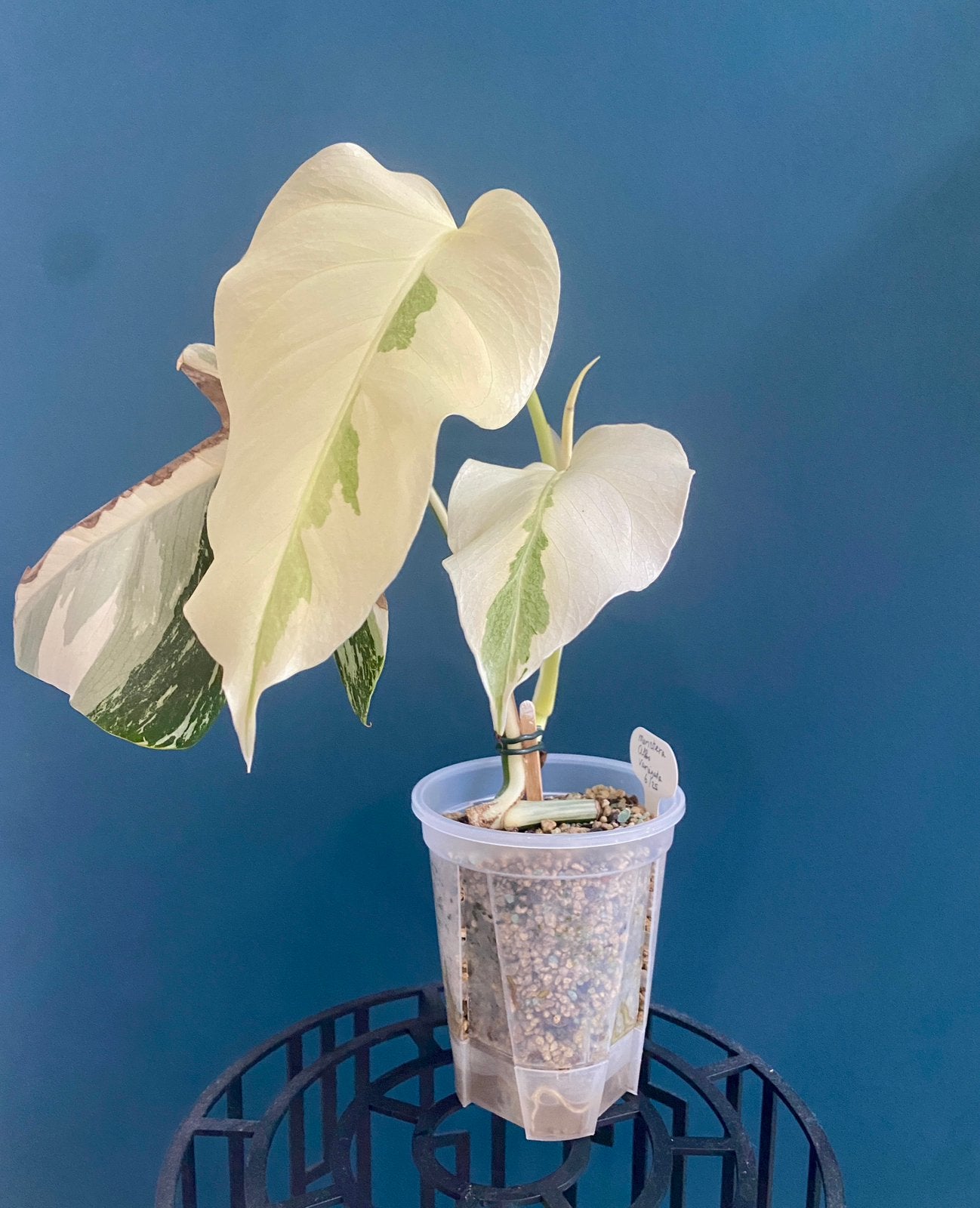 Monstera Albo Variegata, Huis en Inrichting, Kamerplanten, Ophalen, Groenteplant, Halfschaduw, Minder dan 100 cm