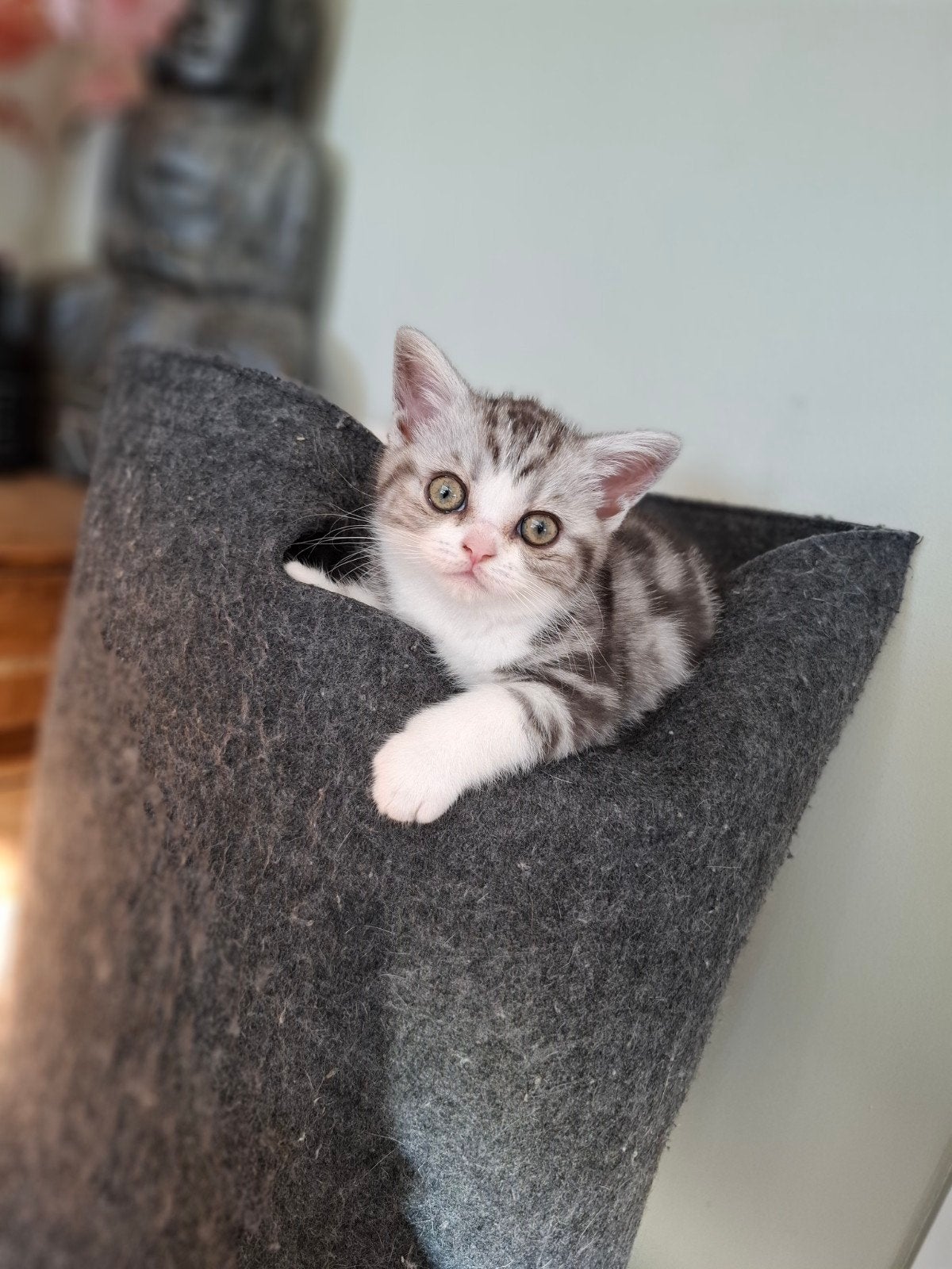 Britse korthaar poesje met stamboom 🐱🐾 v.a. 3sept., Poes, Met stamboom