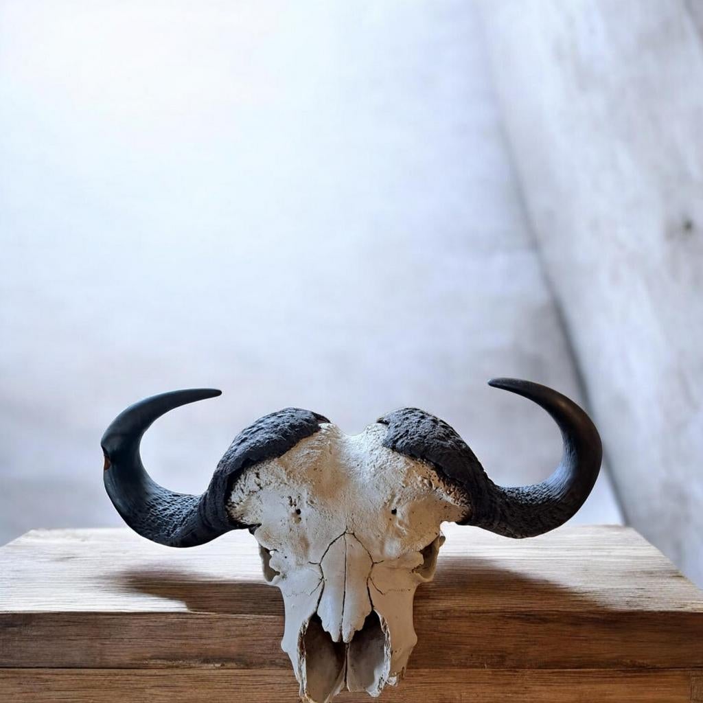 Decoratieve Buffelschedel met Hoorns, Verzamelen, Dierenverzamelingen, Ophalen, Zo goed als nieuw, Schedel