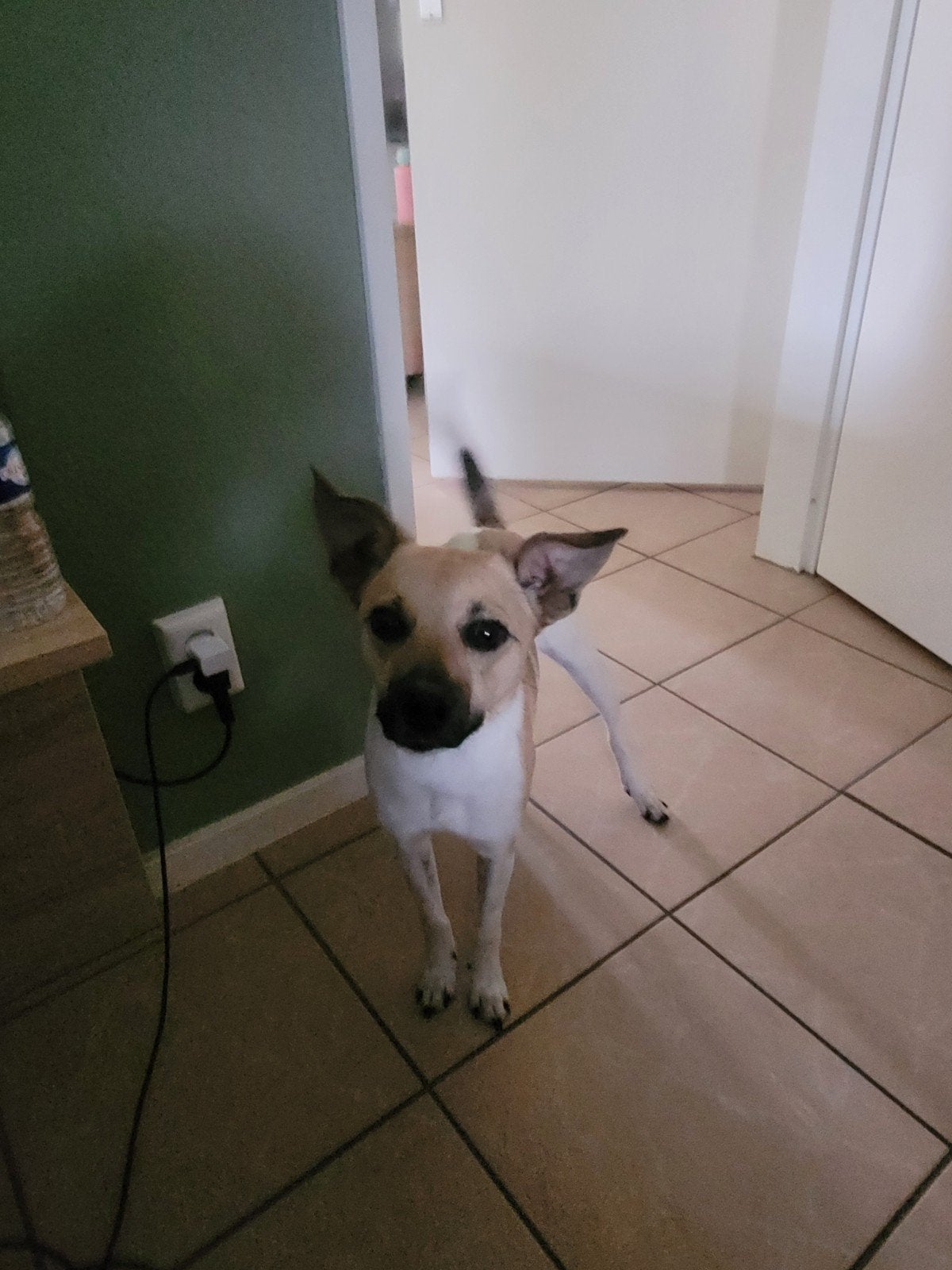 te adoptie aangeboden, Dieren en Toebehoren, Honden | Niet-rashonden, Klein, Teef, Particulier, Eén hond, Nederland, 3 tot 5 jaar