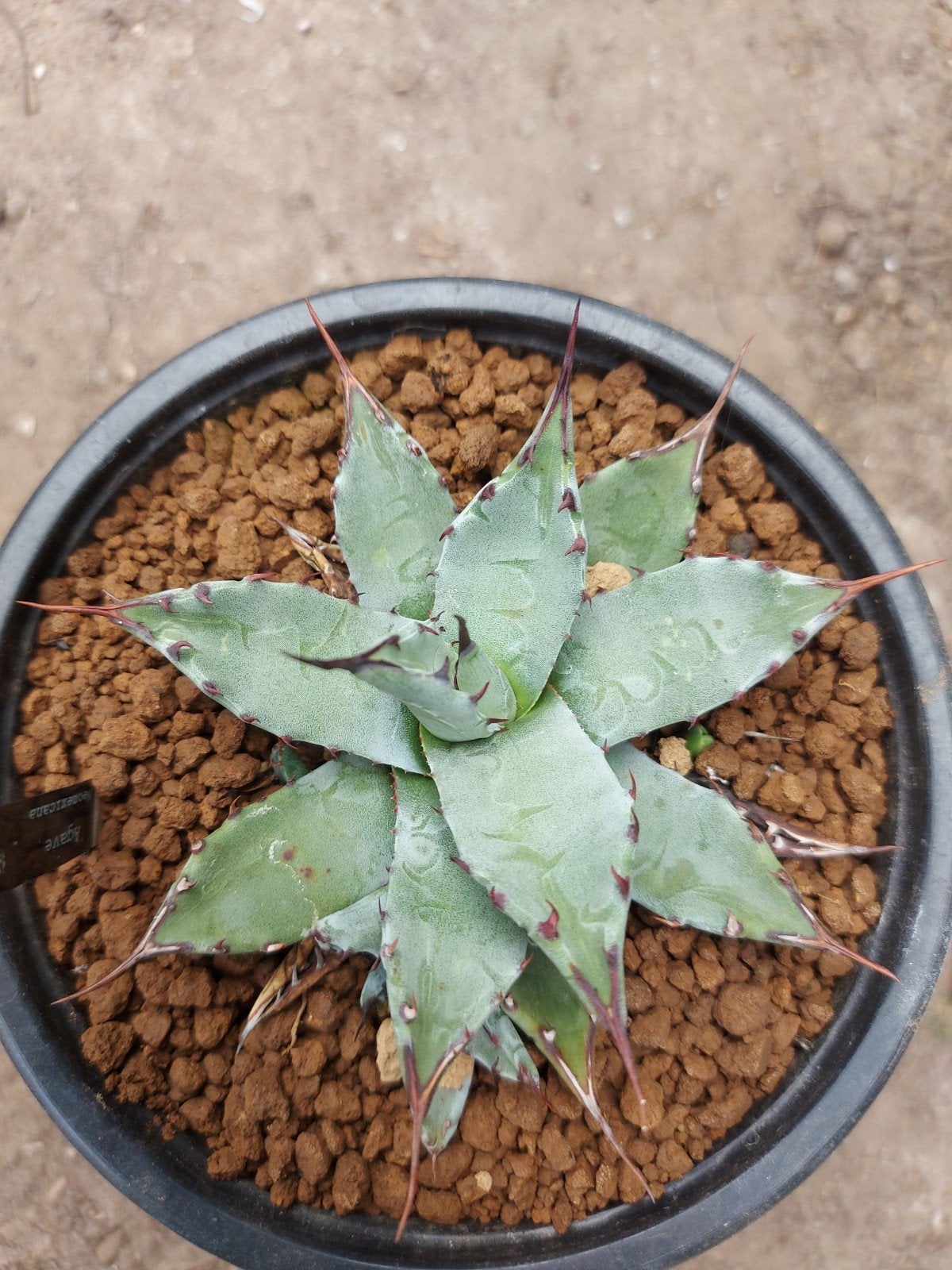 Agave Parryi Neomexicana winterharde Agave, Ophalen of Verzenden