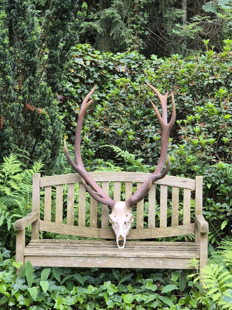 Mooi Groot Edelhert Gewei Schedel Jacht Mancave Veluwe h45, Ophalen, Zo goed als nieuw, Hert, Schedel