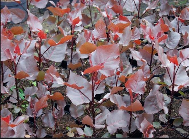Populus deltoides ‘Purple tower’, Tuin en Terras, Planten | Bomen, Ophalen, In pot, Volle zon, Overige soorten