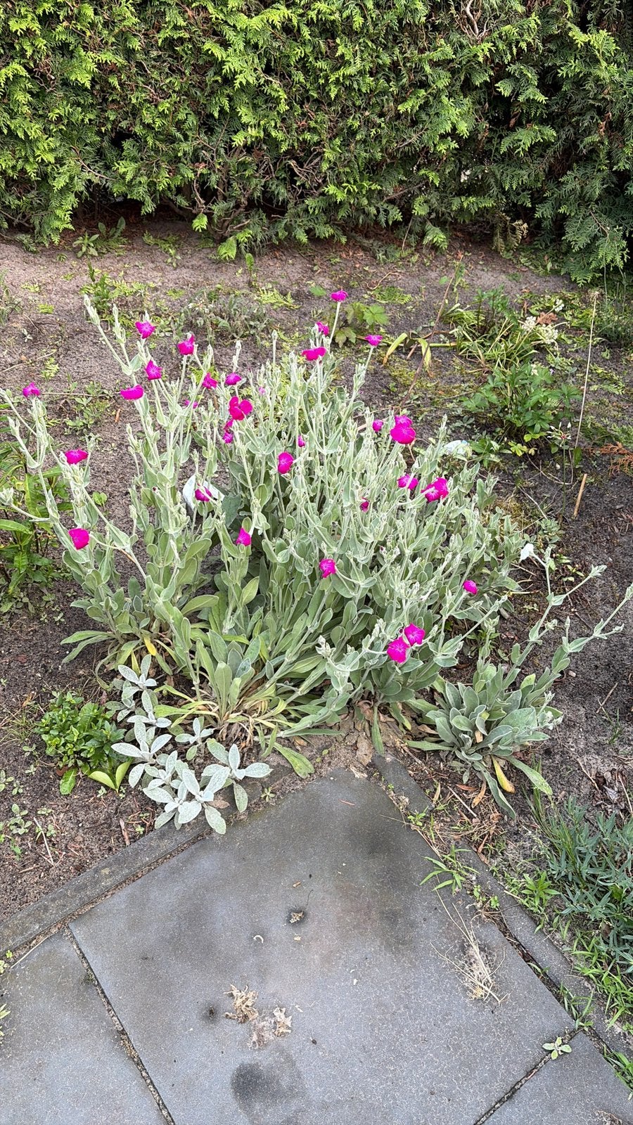 Paarse en witte prikneus, Volle zon, Vaste plant, Zomer, Ophalen