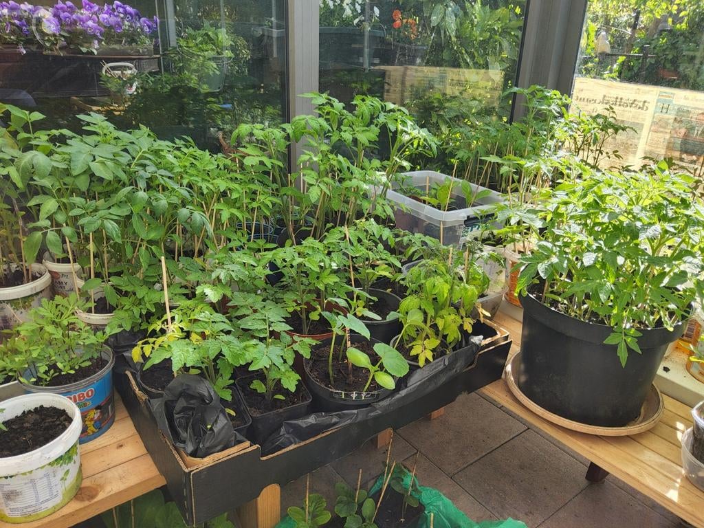 Groente Planten, Tuin en Terras, Ophalen, Eenjarig, Groenteplanten, Volle zon