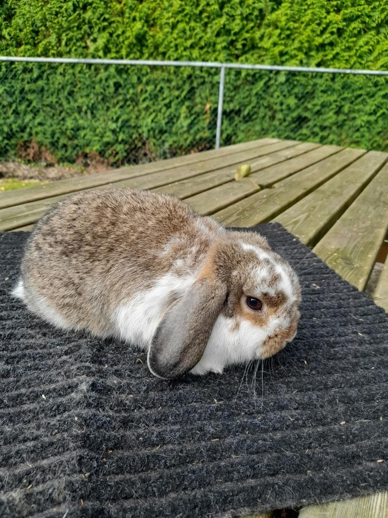 Te koop hangoor dwerg, Dieren en Toebehoren, Mannelijk, Dwerg, Hangoor, 0 tot 2 jaar