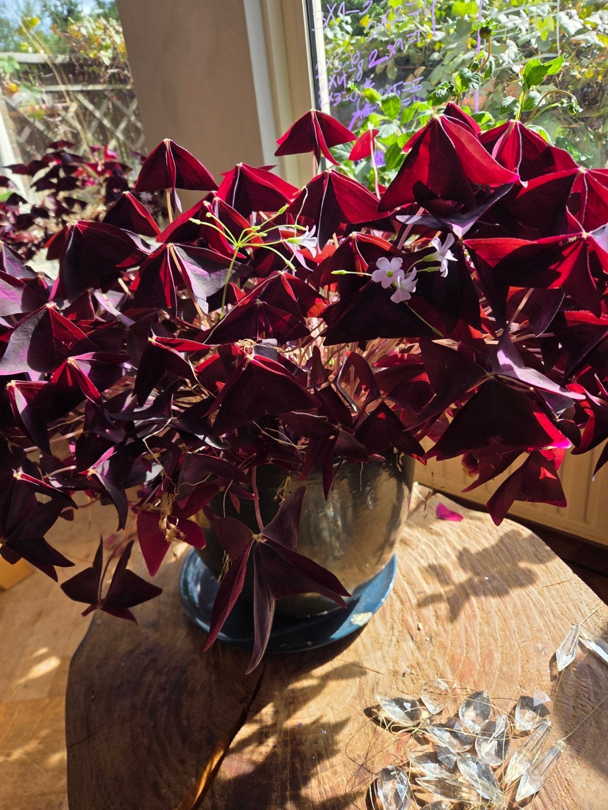 Paarse klaver (Oxalis triangularis), Ophalen of Verzenden, Nieuw, Binnen
