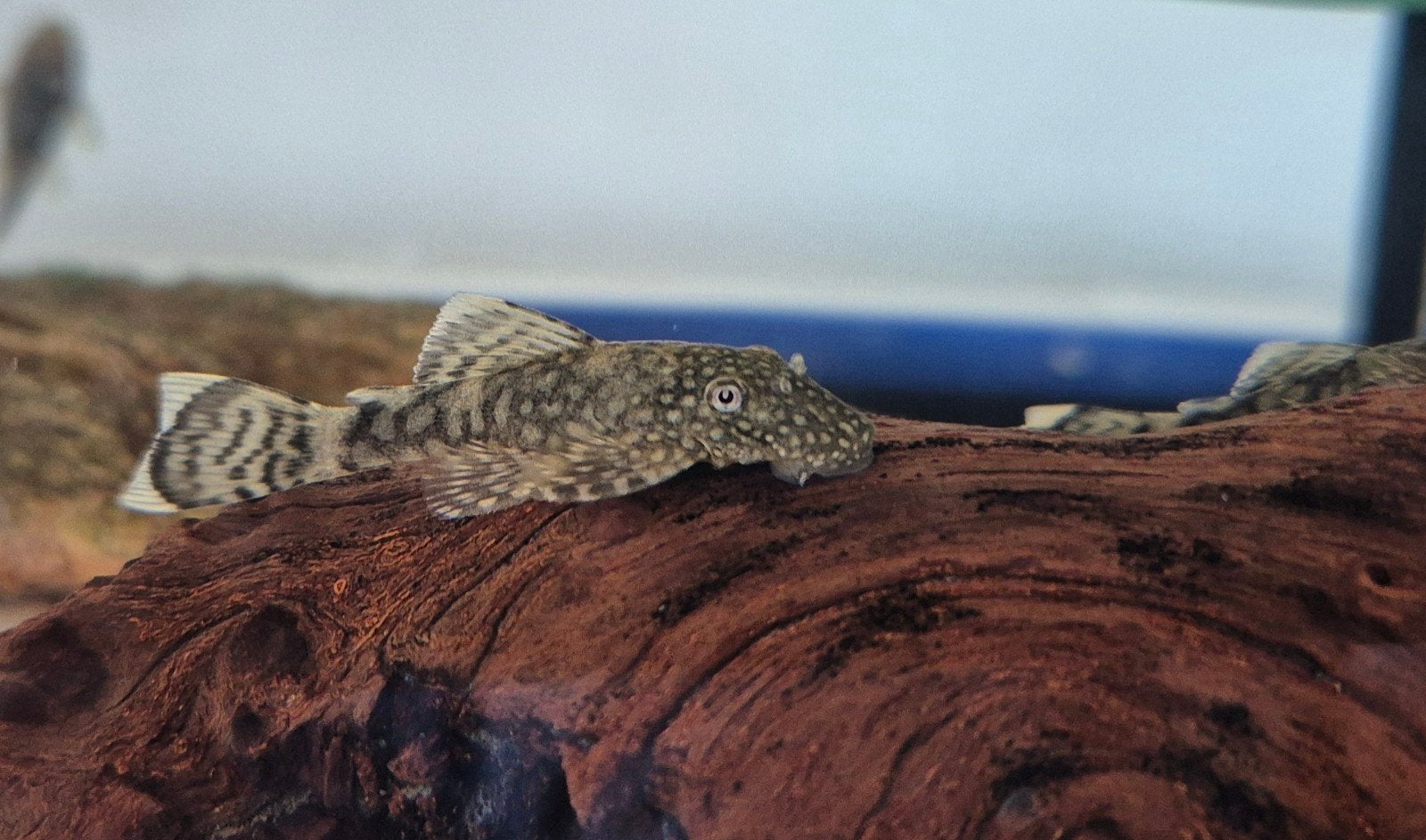 Ancistrus, borstelneus, algeneter (zwart en geel/wit, ~5 cm), Dieren en Toebehoren, Vissen | Aquariumvissen, Vis