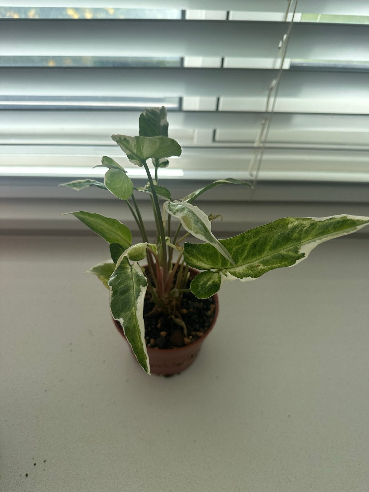 Syngonium Albo Lai Ma, Overige soorten, Vaste plant, Ophalen of Verzenden, Bloeit niet