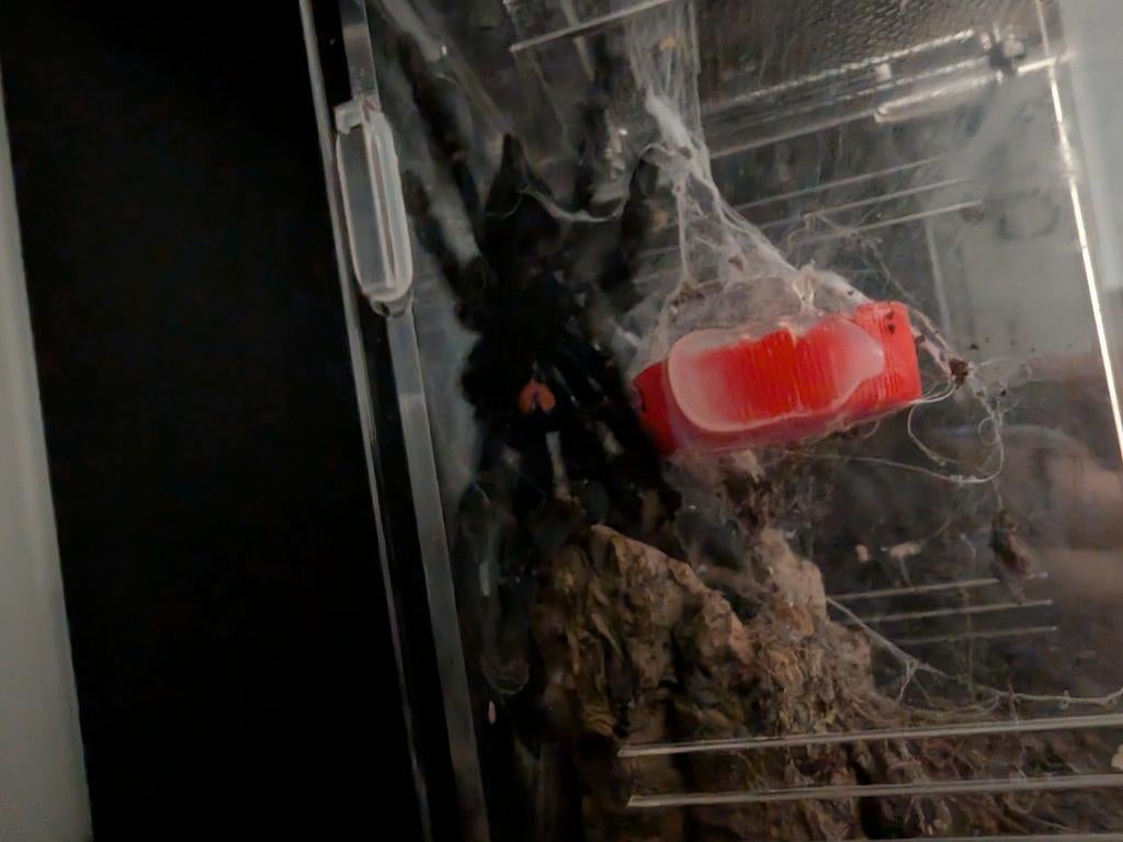 Psalmopoeus irminia
