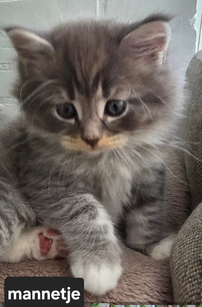 Kitten.. britse korthaar/ main coon, Geslacht onbekend, Met stamboom, 0 tot 2 jaar