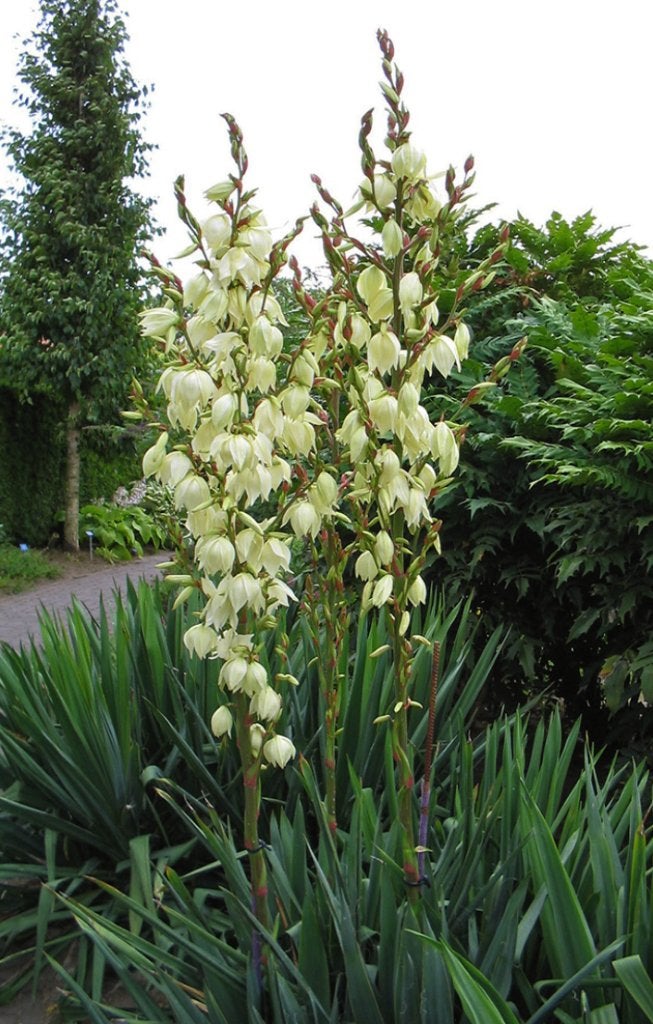 Winterharde Yucca's Filamentosa(+10st), prachtig bloei, Vaste plant, Halfschaduw, Lente, Ophalen