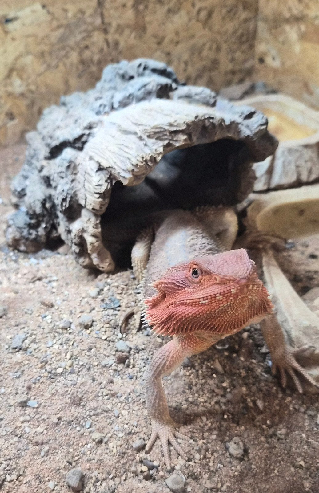 baardagaam Bearded Dragon photo 9