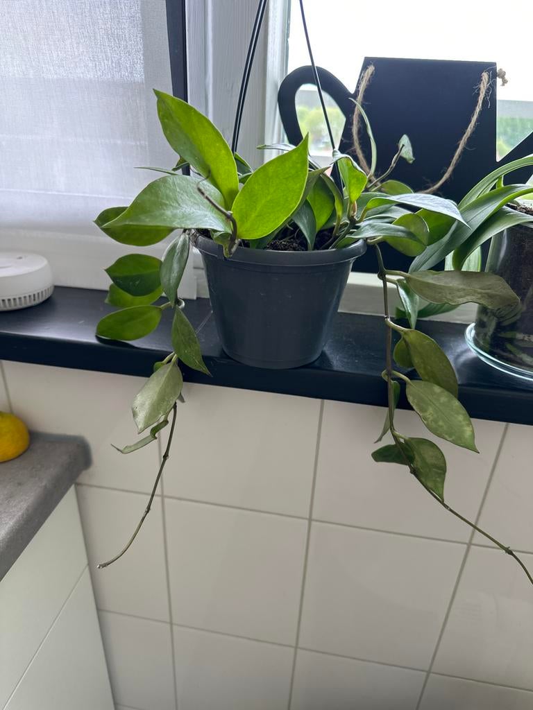 3 Hoya planten en 1 orchideeën spoedig weg voor  65 euro, Overige soorten, In pot, Minder dan 100 cm, Groene kamerplant