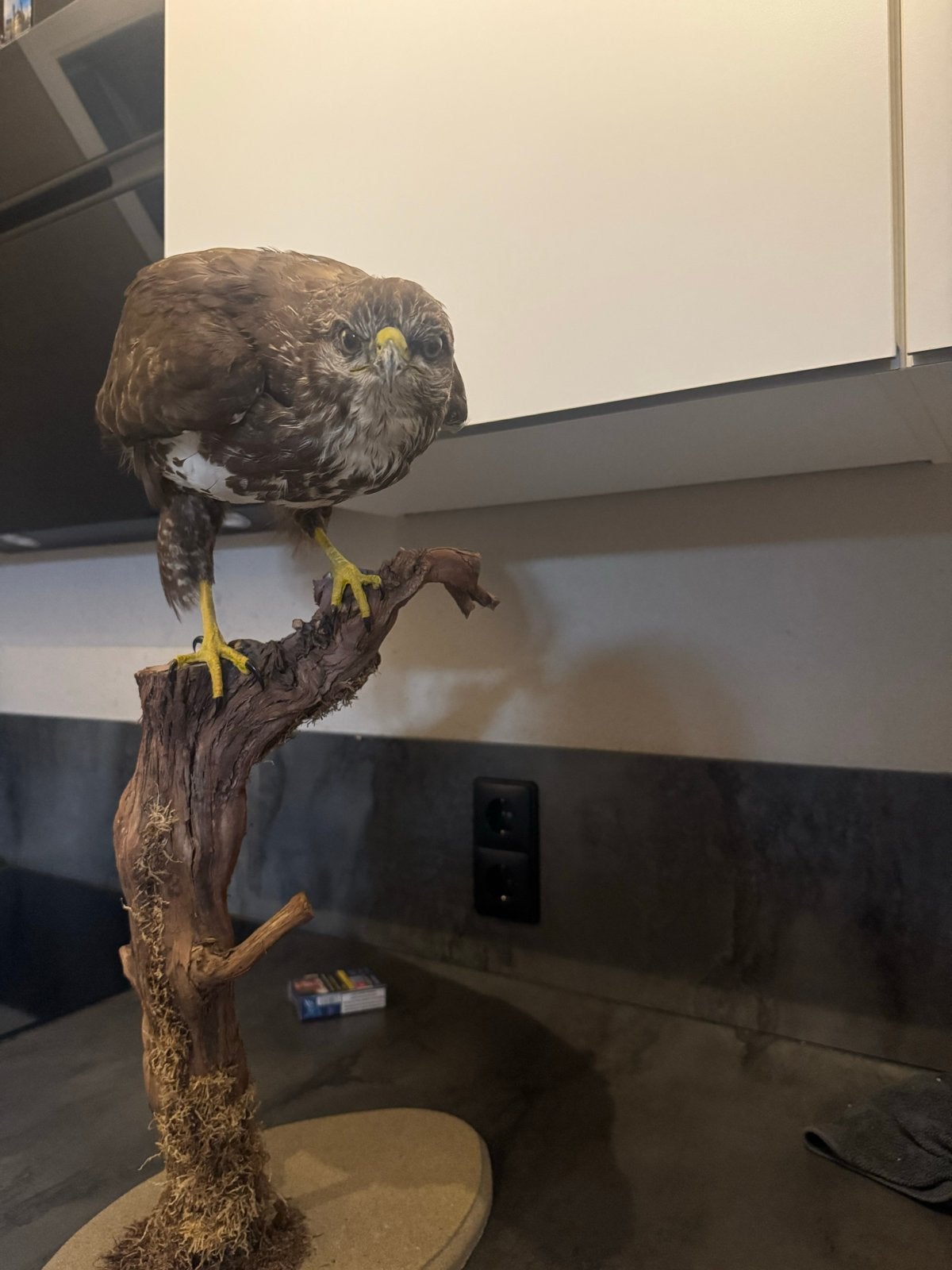 Buizerd opgezet, Verzamelen, Ophalen of Verzenden